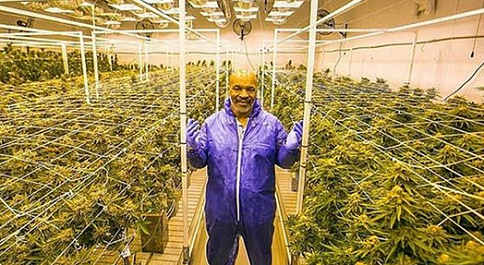 Boxing Legend Mike Tyson admits spending nearly $40k on weed every month