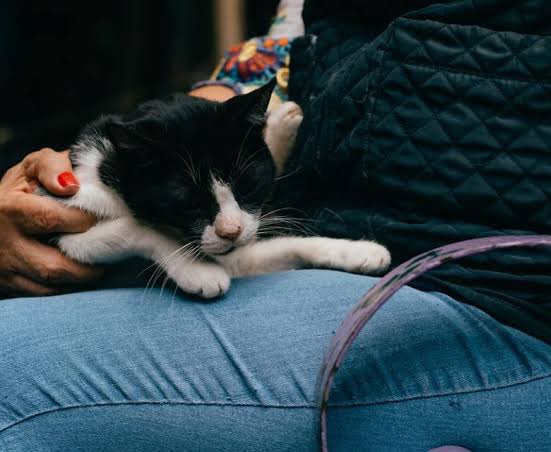 Aged Chinese woman leaves $2.8M inheritance to pets after her children didn’t visit when she was sick