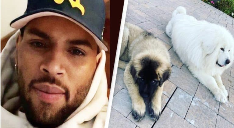 Chris Brown to compensate Ex-housekeeper $13m after dog a.ttack